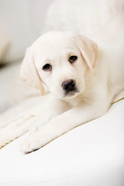 Cute puppy lying on the sofa — Stock Photo, Image