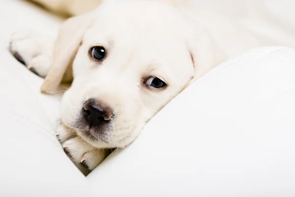 Грустный щенок лабрадора на диване — стоковое фото