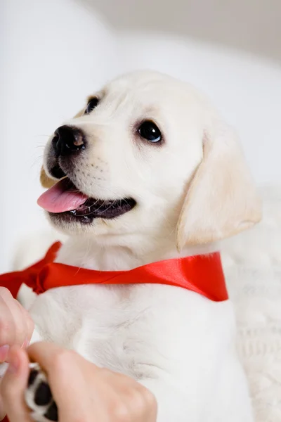 Белый щенок с красной лентой на шее — стоковое фото