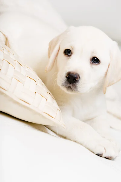Labrador hundvalp — Stockfoto