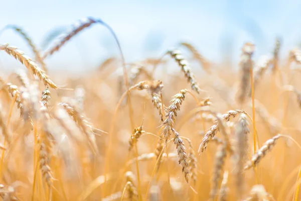 Golden rye. — Stock Photo, Image