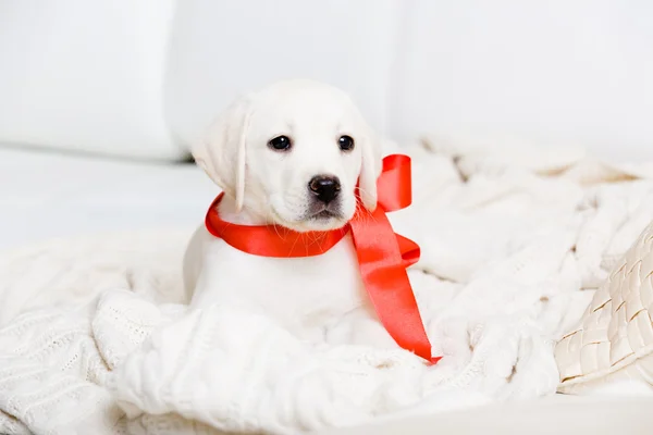 Cãozinho Labrador — Fotografia de Stock