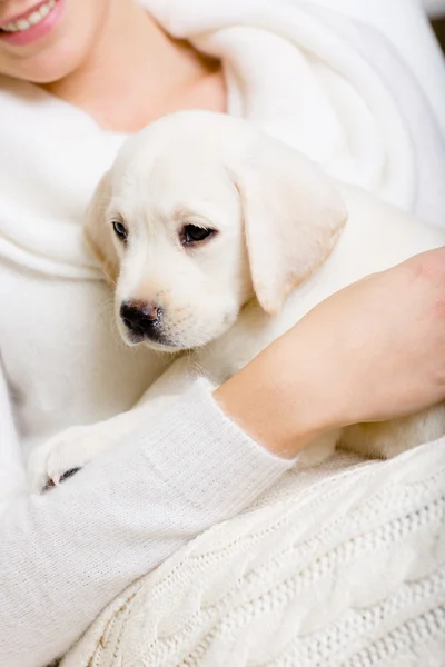 Valp Labrador sitter på händerna på kvinna — Stockfoto