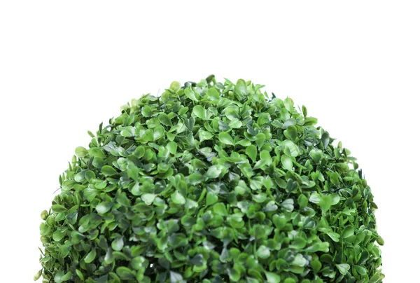 Arbusto verde em forma de semibola — Fotografia de Stock