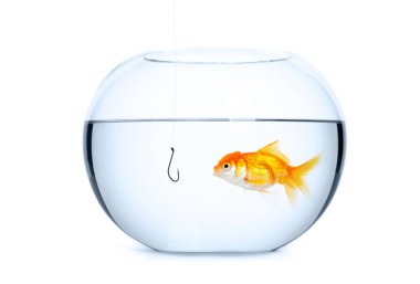 goldfish akvaryum