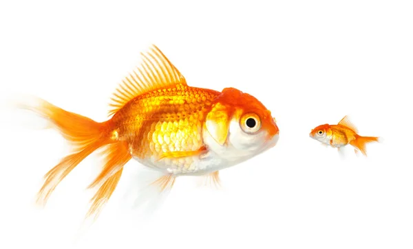 Große und kleine Goldfische — Stockfoto