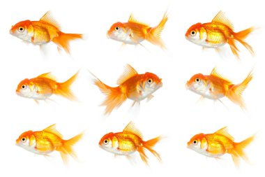 One goldfish swimming in opposite way clipart