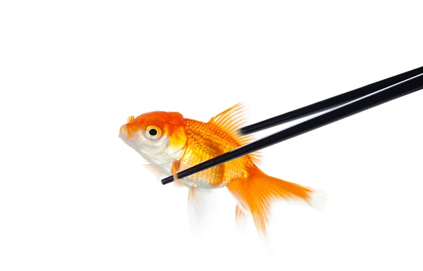 Goldfish in chinese sticks — Stock Photo, Image