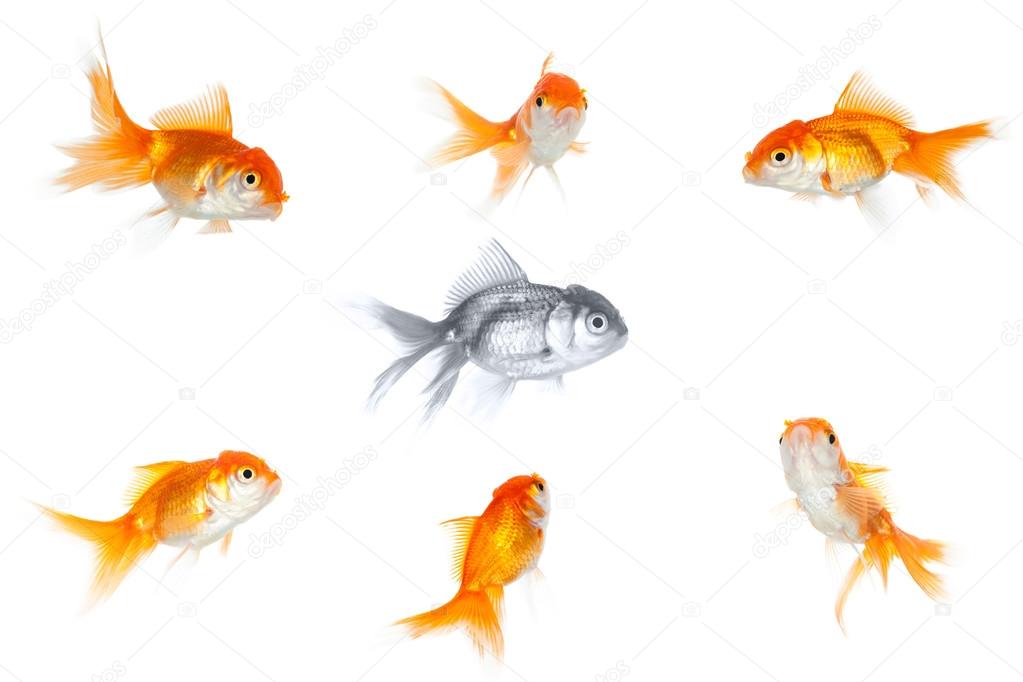 Group of goldfish around the silver small one
