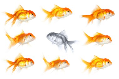 Group of goldfish clipart