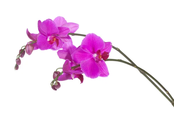 Красиві орхідеї фіолетовий — стокове фото