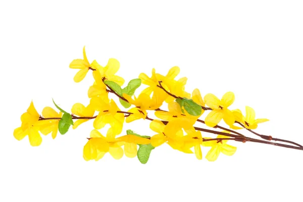 Forsythia flowers — Stock Photo, Image