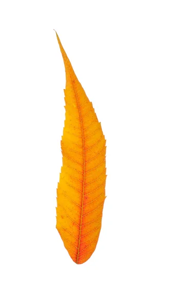 Hoja de otoño — Foto de Stock