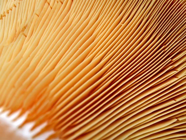 Primo piano astratto sui funghi, dettagli di stagione . — Foto Stock