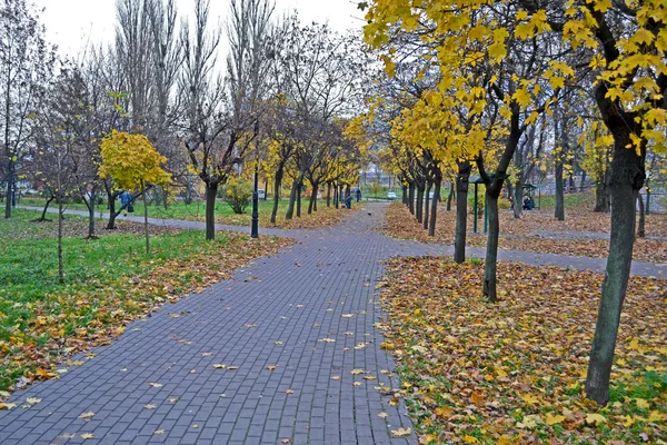 Żółty jesienią w parku, jesieni. — Zdjęcie stockowe