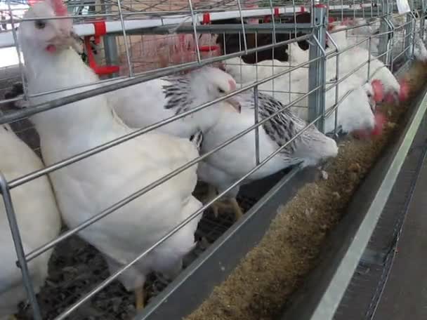 Granja avícola, diversidad de montones de gallinas dentro del contenedor de rejilla metálica tomar las semillas . . — Vídeos de Stock