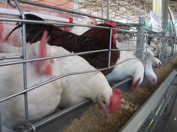 Hühnerhaufen in Metallgittercontainern bringen das Saatgut, Geflügelfarm. — Stockvideo