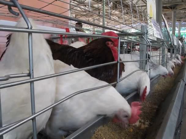 Diversidad de montones de gallinas dentro de contenedor de rejilla metálica tomar las semillas, granja avícola . — Vídeo de stock
