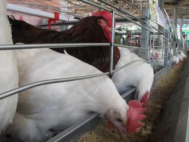 Diversidad de montones de gallinas dentro de contenedor de rejilla metálica tomar las semillas, granja avícola . — Vídeo de stock