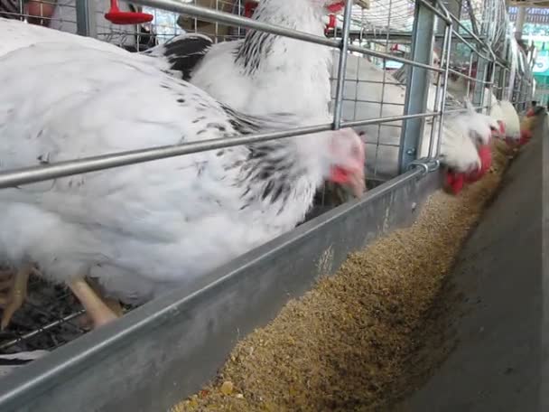 Poultry farm, hen pile diversity inside of metal grid container take the seeds. — Stock Video