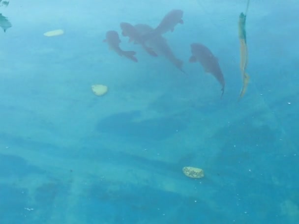 Grandes peces en el agua azul, moviéndose al azar . — Vídeos de Stock