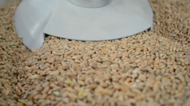 Granos (semillas de trigo) en prensa, detalles tecnológicos — Vídeos de Stock