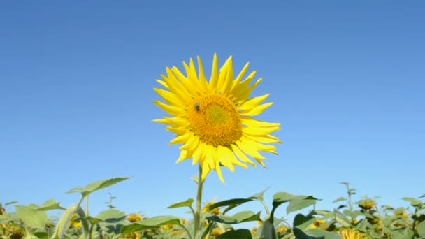 Zonnebloem met insecten op blauwe hemel in zonnige dag, zonnige omgeving. — Stockvideo