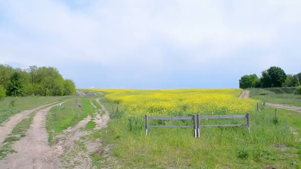 黄色の花と緑の草原. — ストック動画