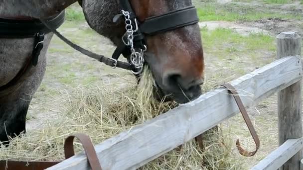 Paard eet hooi, dorp diversiteit. — Stockvideo
