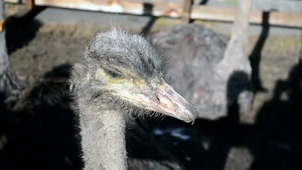 Struisvogel hoofd close-up, Afrikaanse dieren diversiteit. — Stockvideo