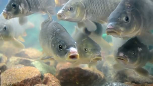 Peces en acuario, diversidad de la naturaleza , — Vídeos de Stock