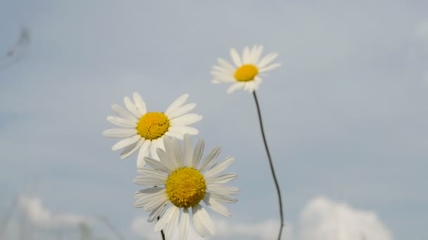 Camomile närbild på blå himmel, miljö Detaljer. — Stockvideo