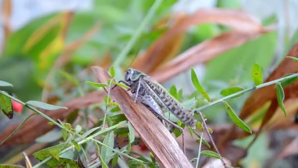 Grillo (saltamontes), insectos en las hojas en la naturaleza — Vídeos de Stock