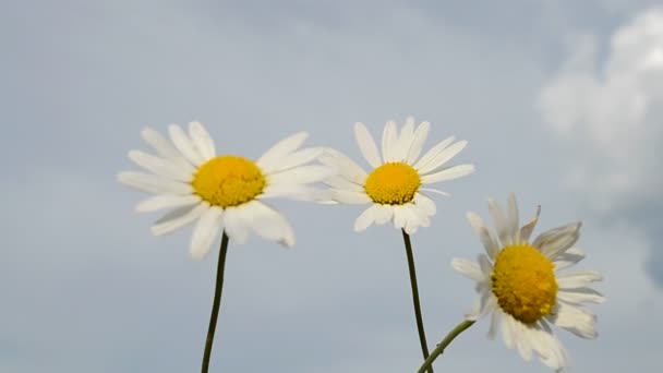 Camomile närbild på blå himmel, miljö Detaljer. — Stockvideo