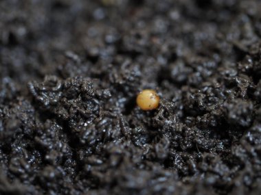 Gübre solucanının kozası, gübre biyohumus ürünü.