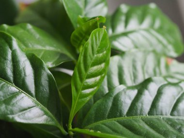 Kahve ağacının yeşil yaprakları.