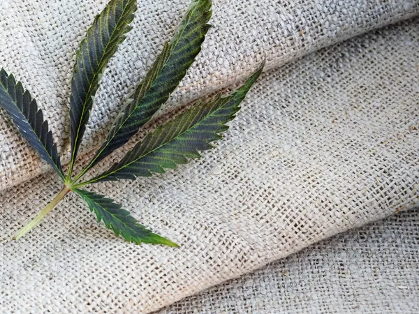 Fabric made from hemp . Cannabis fiber and leaf