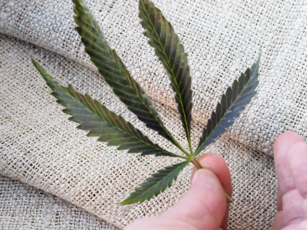 Fabric made from hemp . Cannabis fiber and leaf