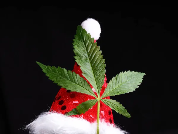 Christmas Cannabis Concept Medical Marijuana Santa Hat — Stock Photo, Image