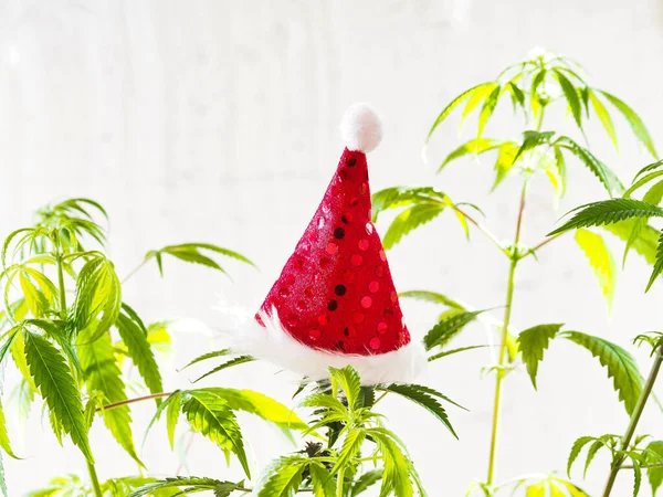大麻植物上的桑塔帽 圣诞节大麻节假日 大麻新年Olympus Digital Camera — 图库照片