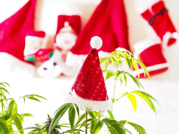 大麻植物上的桑塔帽 圣诞节大麻节假日 大麻新年Olympus Digital Camera — 图库照片