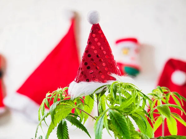 Papai Noel Planta Cânhamo Natal Feriado Cannabis Maconha Ano Novo — Fotografia de Stock