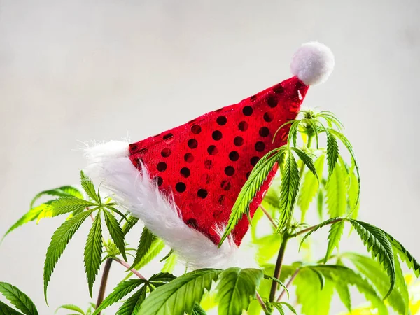 Cappello Babbo Natale Sulla Pianta Canapa Festa Della Cannabis Natale — Foto Stock