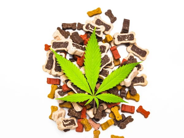 Concetto Animale Cannabis Marijuana Foglia Cibo Cani — Foto Stock