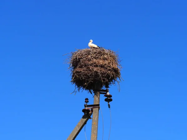 Vogel Ooievaar Chick Zit Een Nest Een Elektrische Paal — Stockfoto