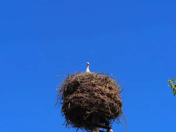 Vogel Ooievaar Chick Zit Een Nest Een Elektrische Paal — Stockfoto