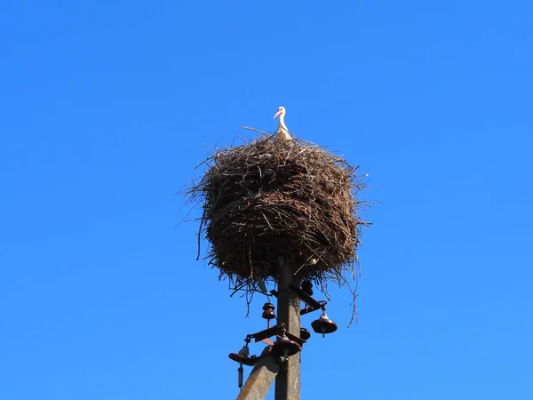 鳥のコウノトリの雛が電信柱の上の巣に座って — ストック写真