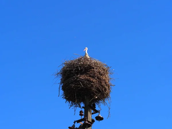 Vogel Ooievaar Chick Zit Een Nest Een Elektrische Paal — Stockfoto