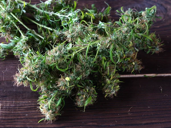 Planta Colheita Cannabis Medicinal Botões Frescos — Fotografia de Stock