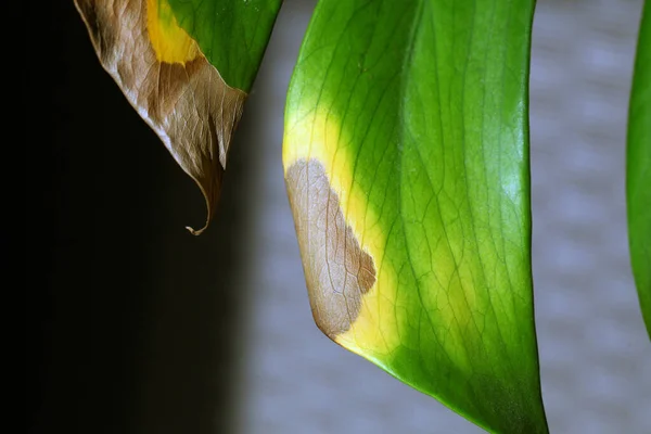 Green Monstera Leaf Affected Necrosis — Fotografia de Stock
